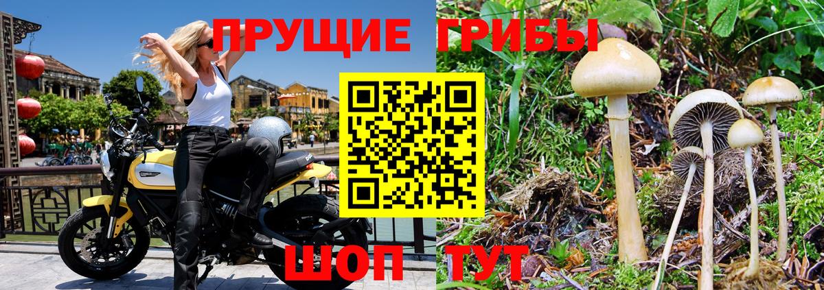 Псилоцибиновые грибы GOLDEN TEACHER  Вход с VPN  Сатка 